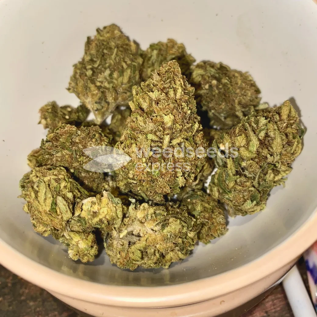 Black Domina Feminized by WeedSeedsExpress grown by spyder