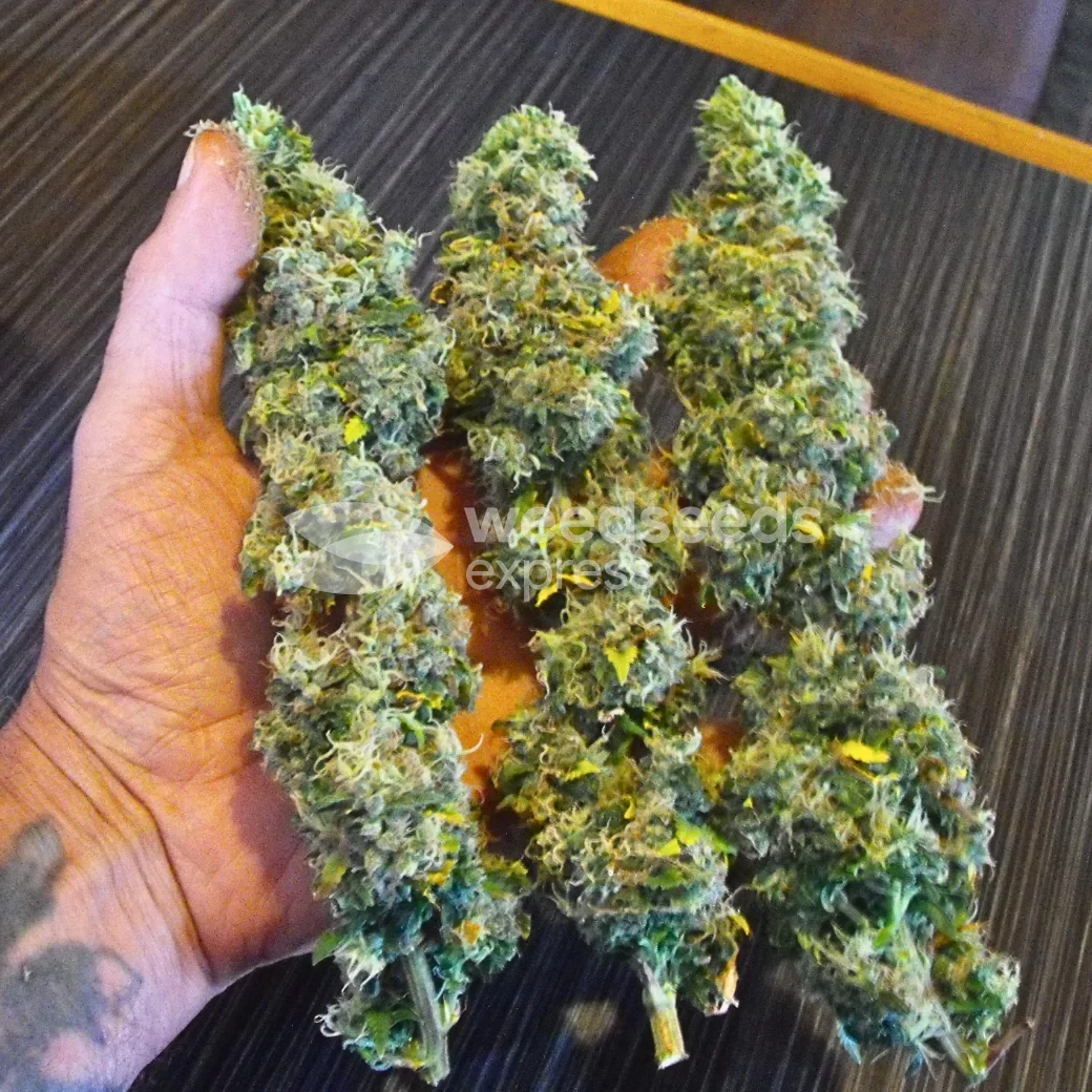 Black Domina Feminized by WeedSeedsExpress grown by spyder