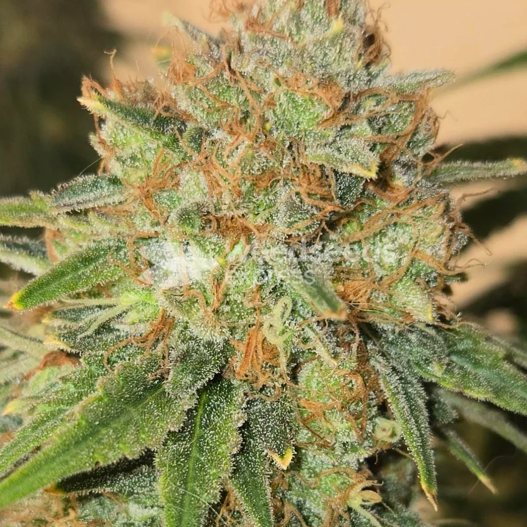 Black Domina Feminized by WeedSeedsExpress grown by Tropicannibis_Todd