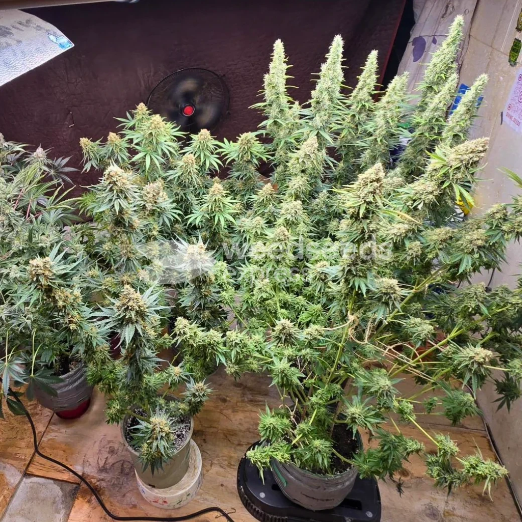 Black Domina Feminized by WeedSeedsExpress grown by Tropicannibis_Todd