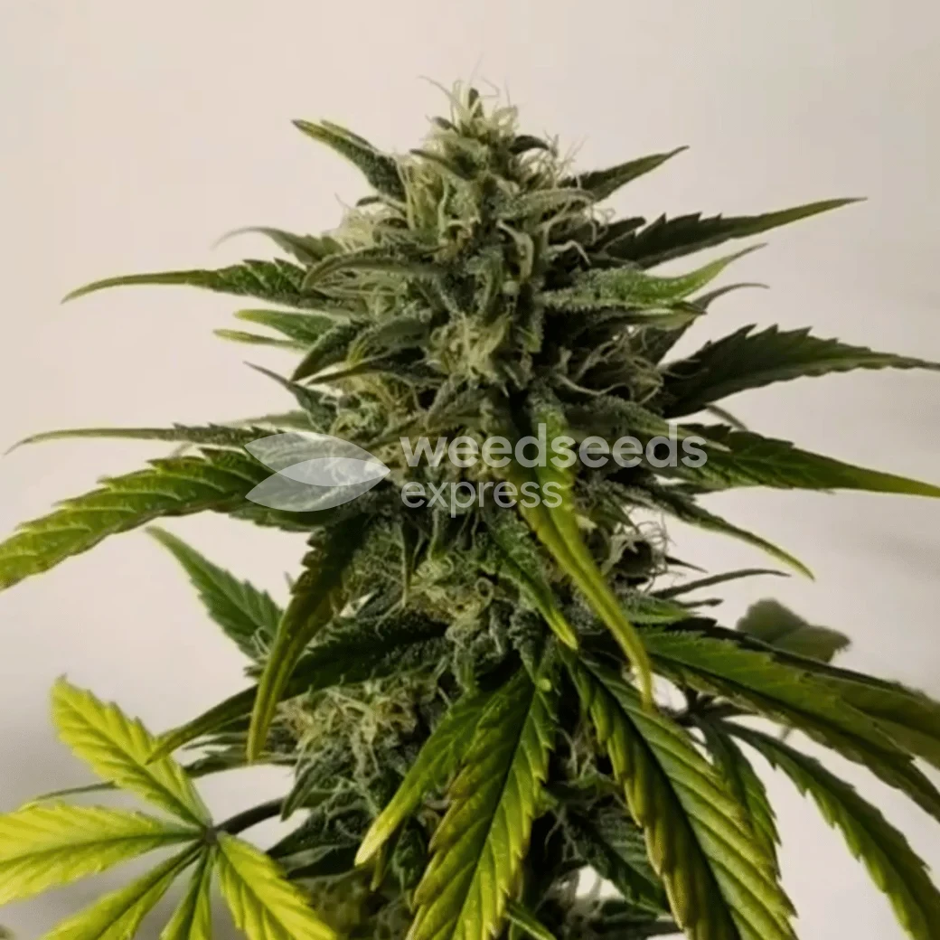 Plante Blue Dream cultiv&eacute;e par un client