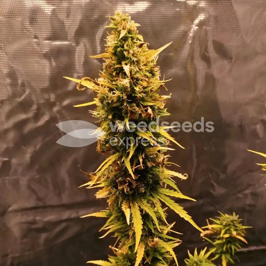 Blueberry Auto by WeedSeedsExpress grown by Mrs_Larimar
