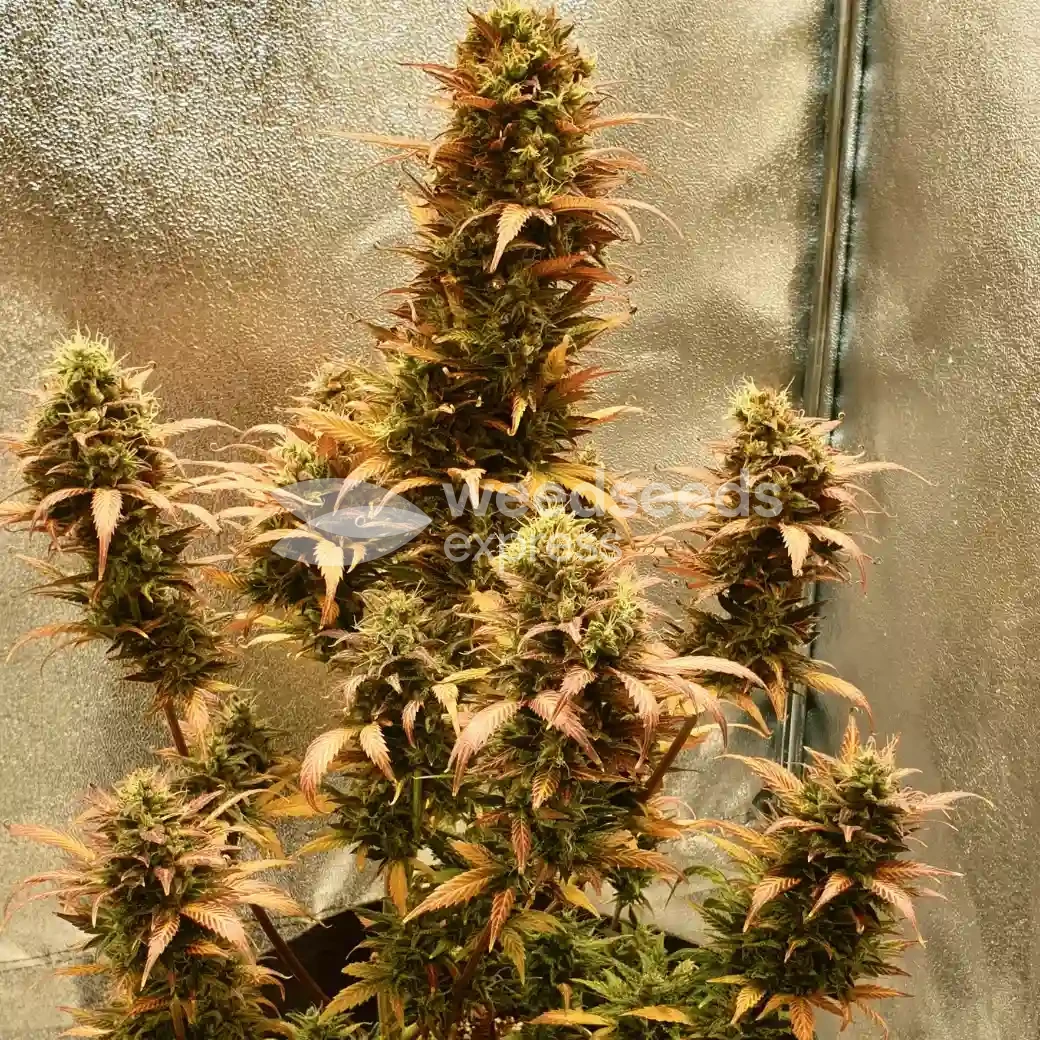 Bruce Banner Auto by WeedSeedsExpress grown by Mosquito_Haarlem_Holland