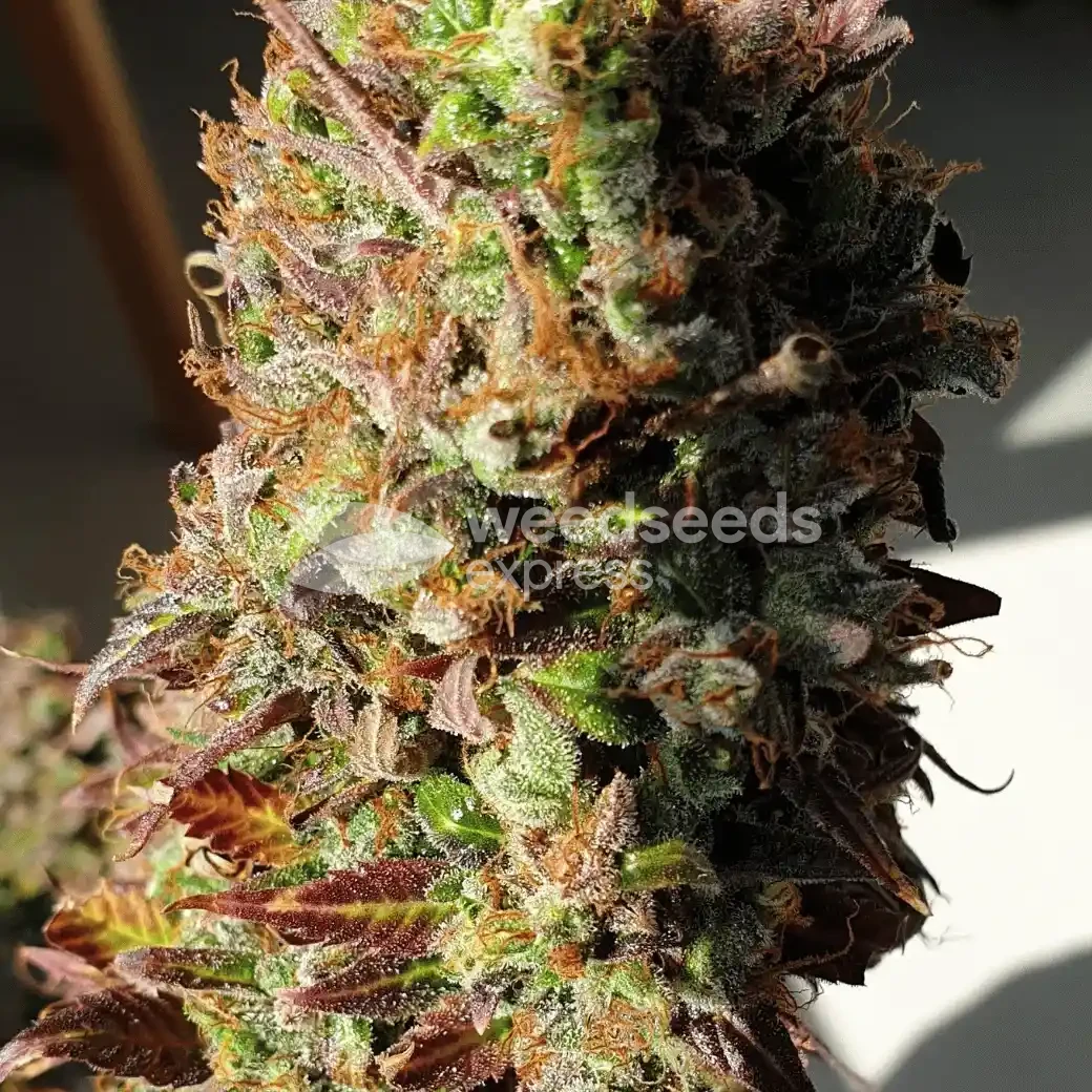 Bruce Banner Auto by WeedSeedsExpress grown by Mosquito_Haarlem_Holland