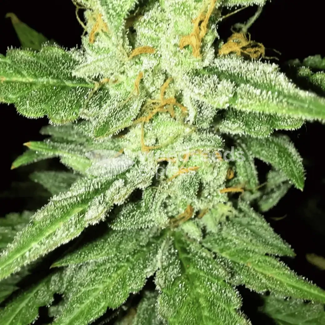Bruce Banner Auto by WeedSeedsExpress grown by Rock_n_Roll_Randy