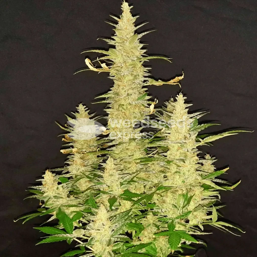 Bruce Banner Auto by WeedSeedsExpress grown by Rock_n_Roll_Randy
