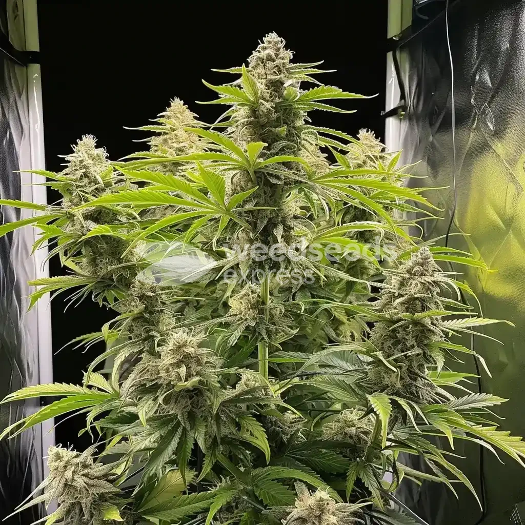 CBG Citrus Nectar Feminized by WeedSeedsExpress grown by WSE
