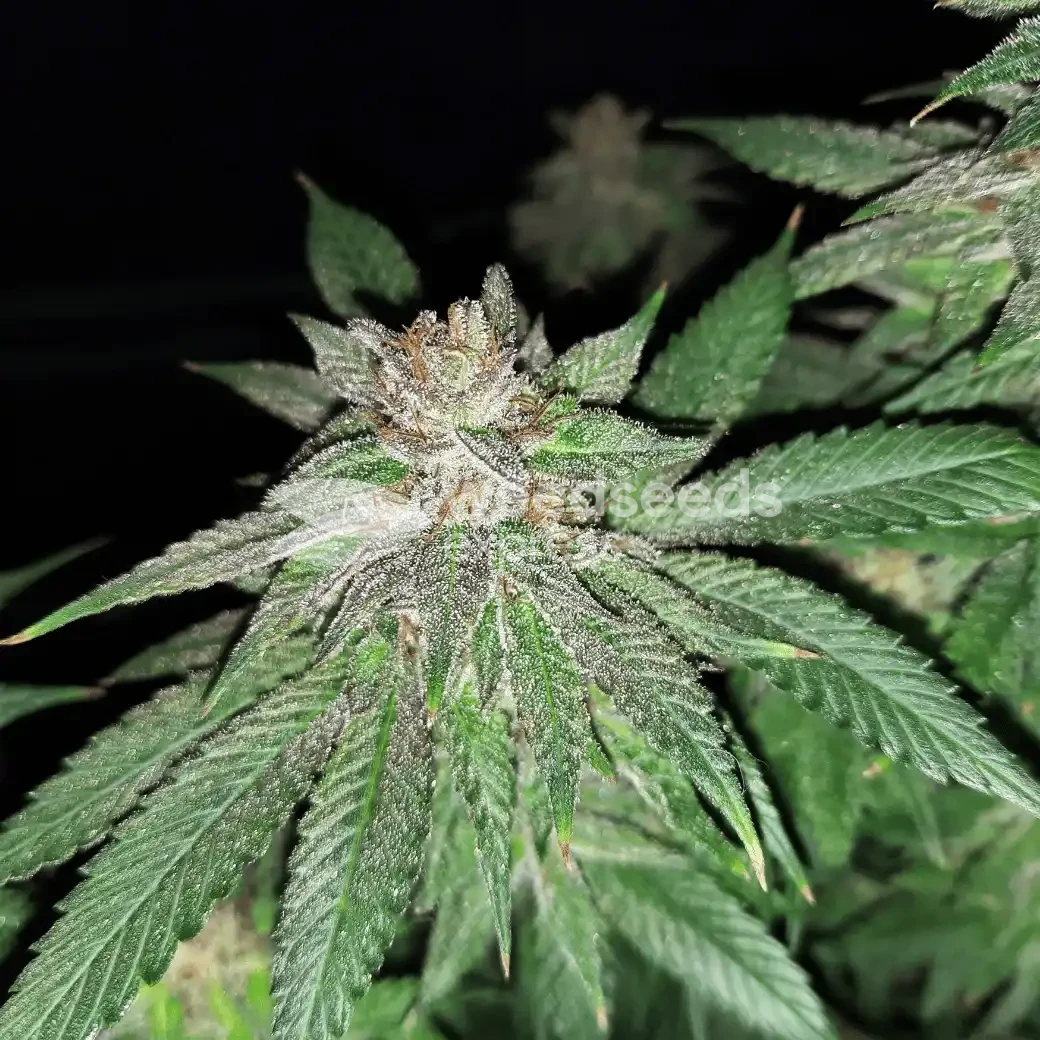 Cheese Feminized by WeedSeedsExpress grown by Rock_n_Roll_Randy