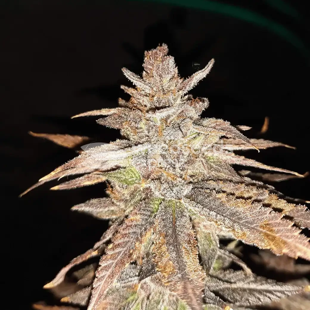 Cheese Feminized by WeedSeedsExpress grown by Rock_n_Roll_Randy