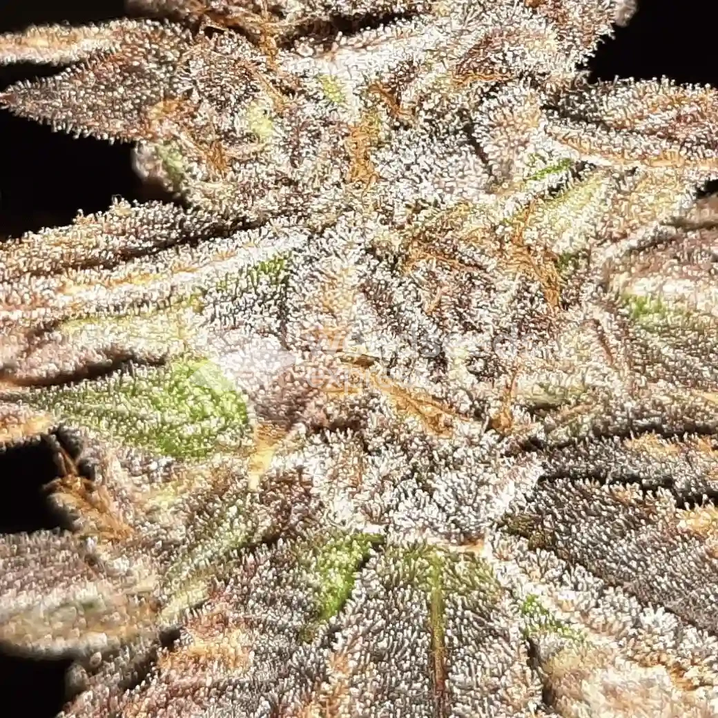 Cheese Feminized by WeedSeedsExpress grown by Rock_n_Roll_Randy