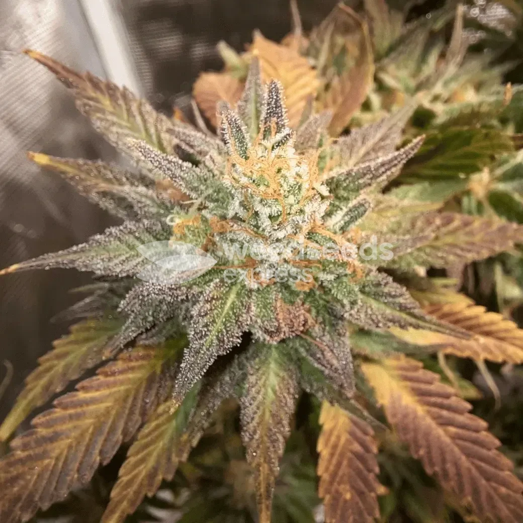 Cheese Feminized by WeedSeedsExpress grown by Rock_n_Roll_Randy