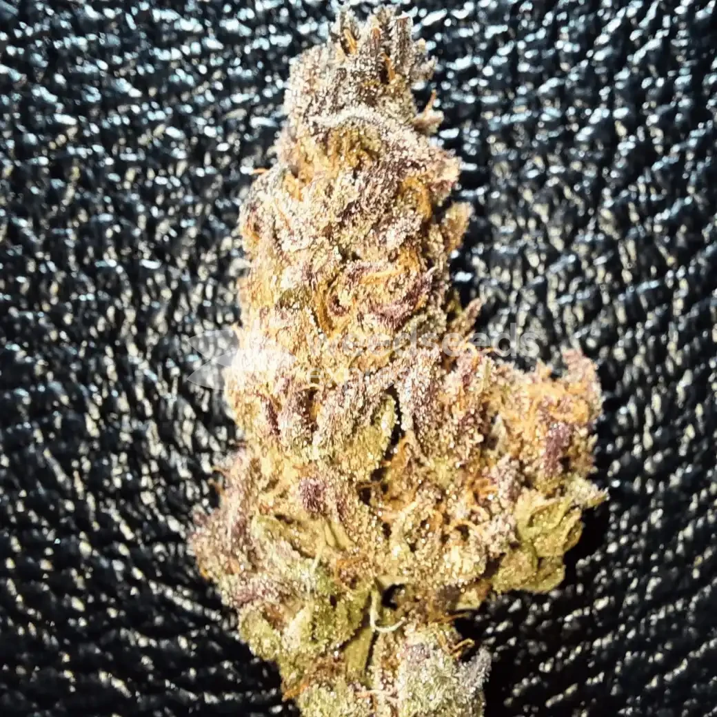 Cheese Feminized by WeedSeedsExpress grown by Rock_n_Roll_Randy