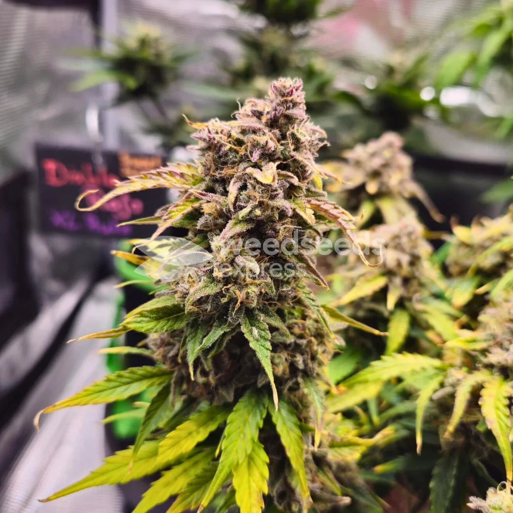 Cherry Pie Auto by WeedSeedsExpress grown by McBubatz