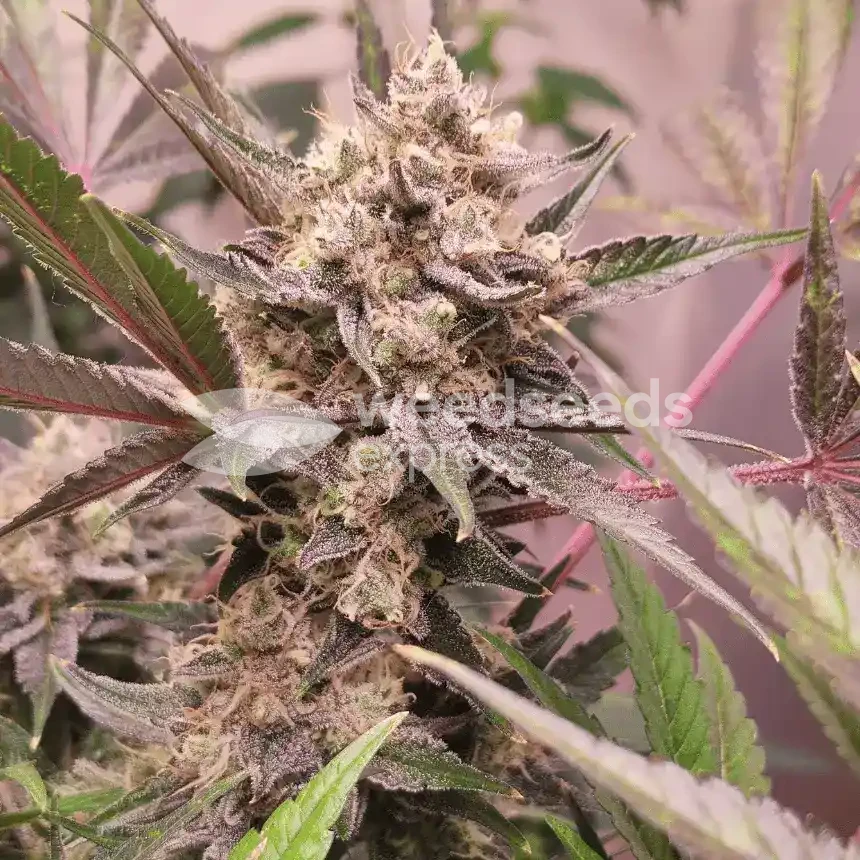 Chiquita Banana by WeedSeedsExpress grown by Theia