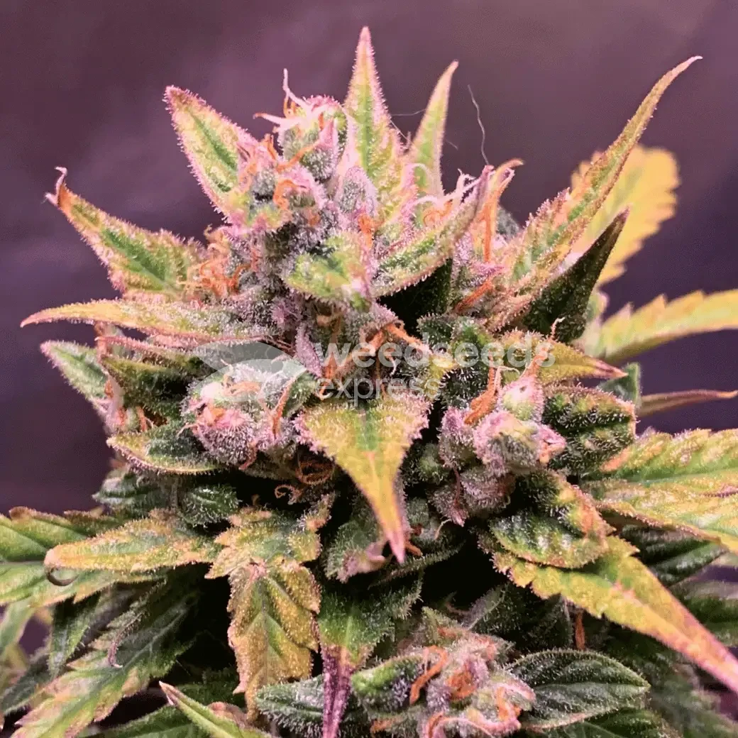Critical Auto by WeedSeedsExpress grown by TigerLily4U