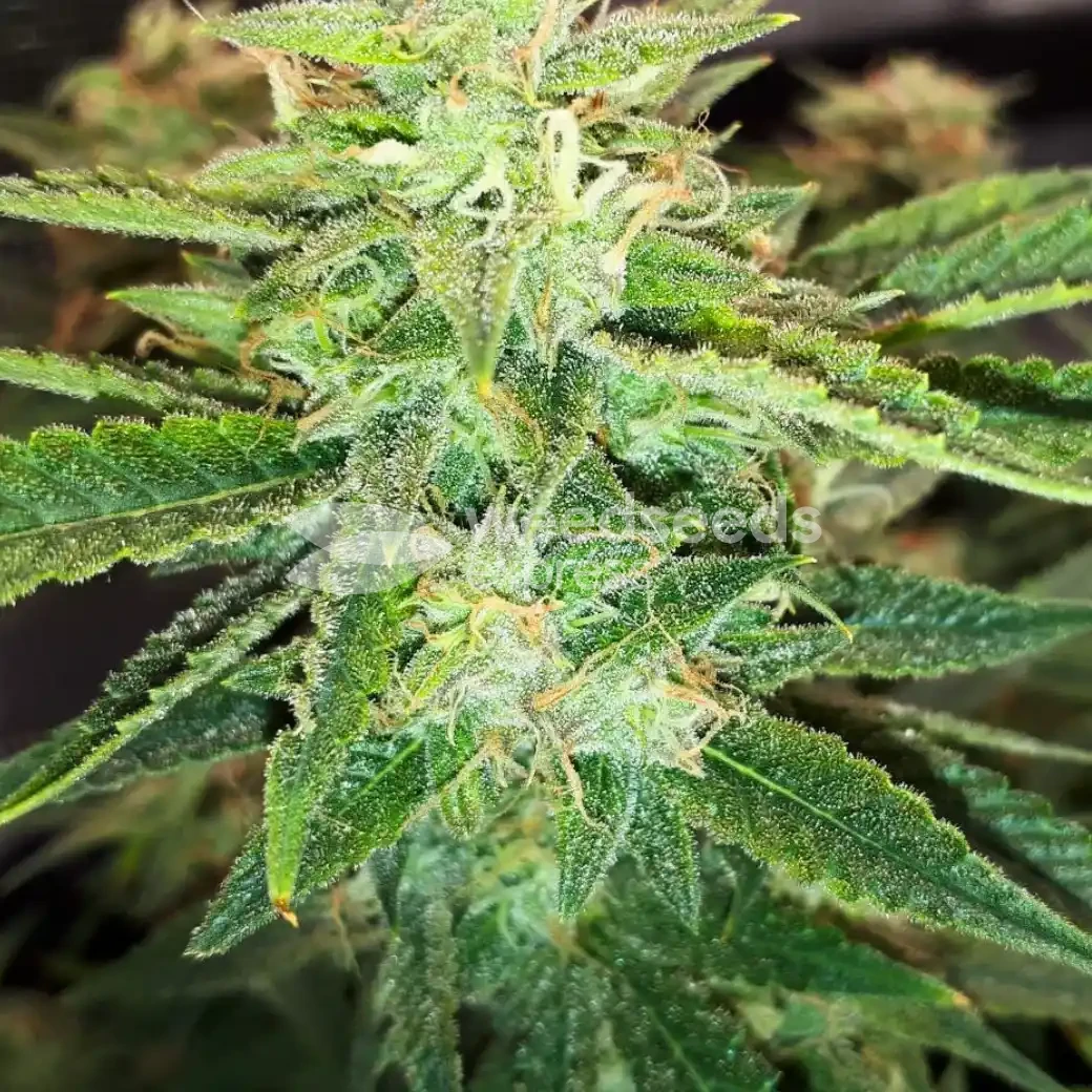 Wedding Cake Auto by WeedSeedsExpress grown by Rock_n_Roll_Randy