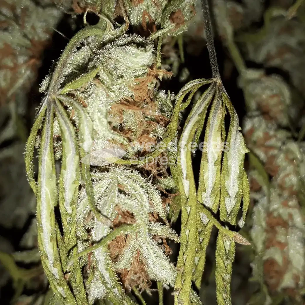Do-si-Dos Auto by WeedSeedsExpress grown by Rock_n_Roll_Randy