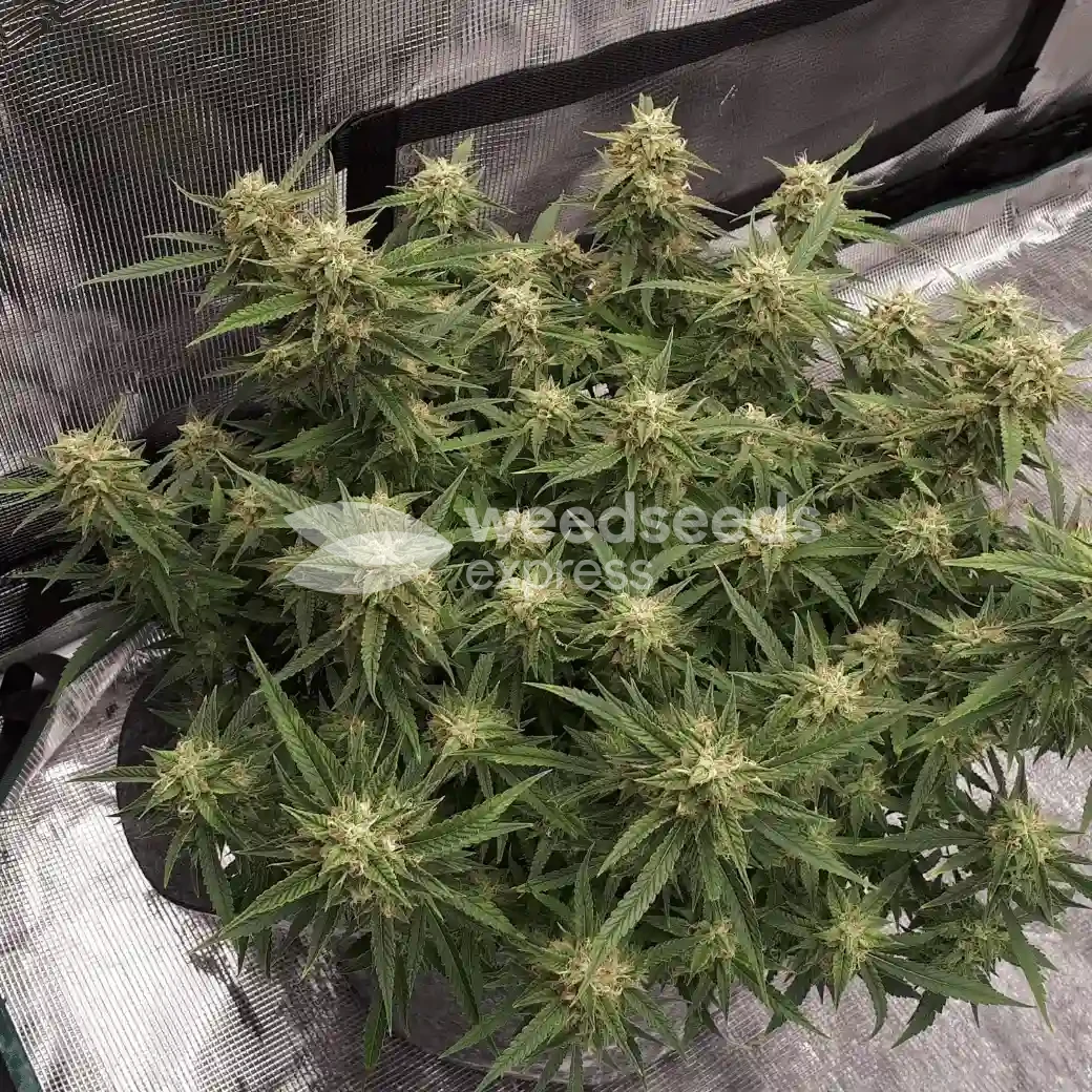 Do-si-Dos Auto by WeedSeedsExpress grown by Rock_n_Roll_Randy