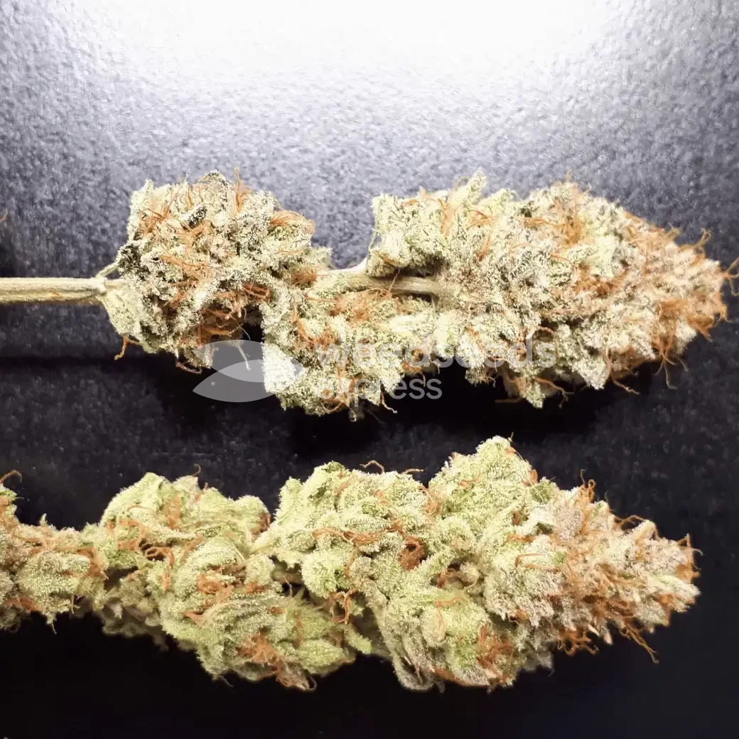 Wedding Cake Auto by WeedSeedsExpress grown by Rock_n_Roll_Randy