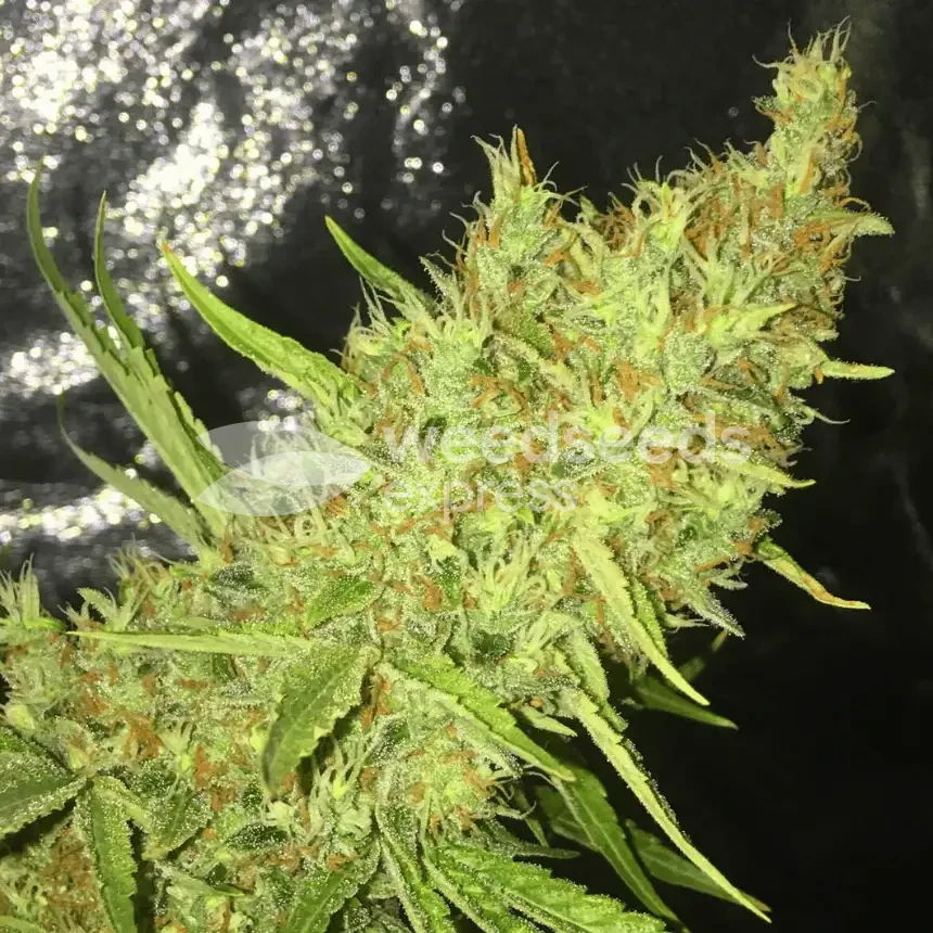 Plante Durban Poison cultiv&eacute;e par un client