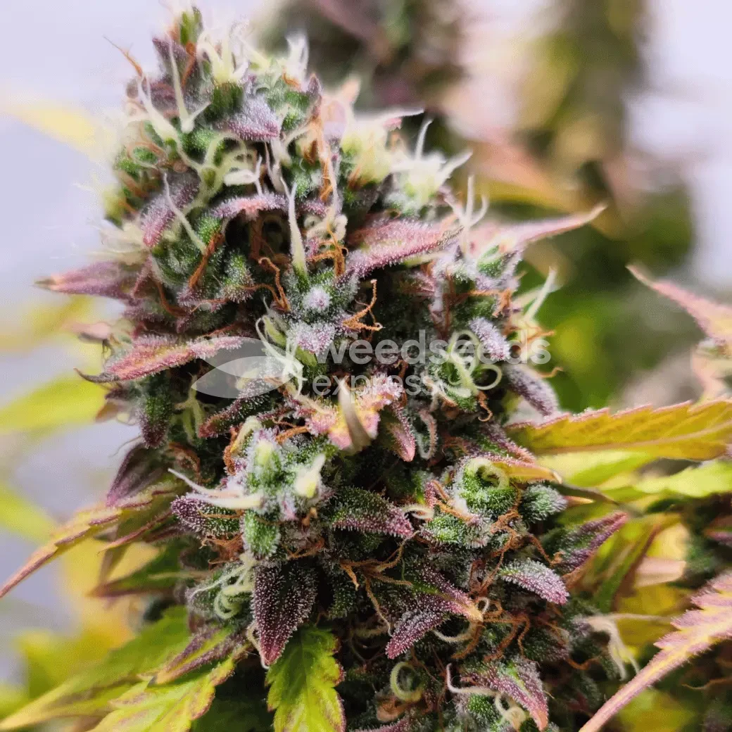 Gelato Auto by WeedSeedsExpress grown by AsNoriu