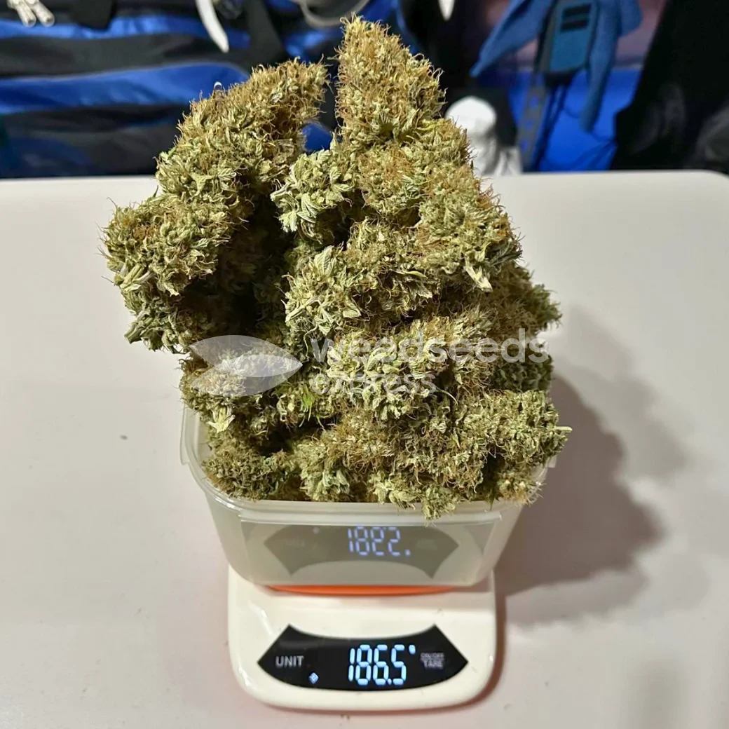 Ghost Train Haze by WeedSeedsExpress grown by Papa_T