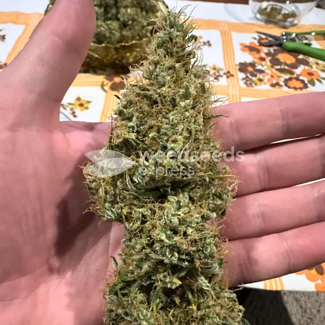 Ghost Train Haze by WeedSeedsExpress grown by Papa_T
