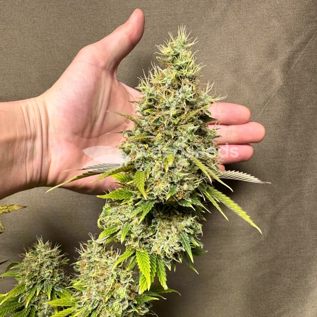 Ghost Train Haze by WeedSeedsExpress grown by Papa_T