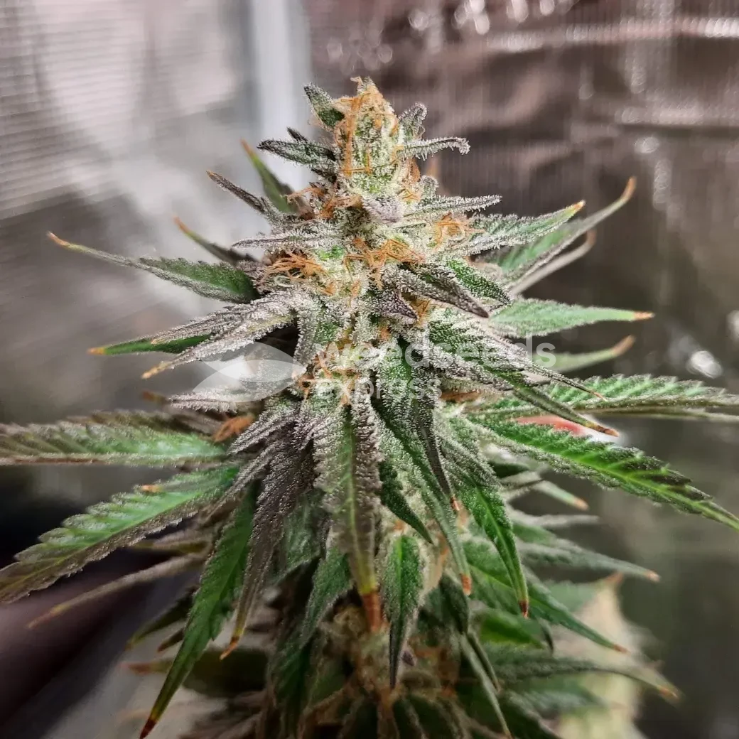 Ghost Train Haze by WeedSeedsExpress grown by Rock_n_Roll_Randy