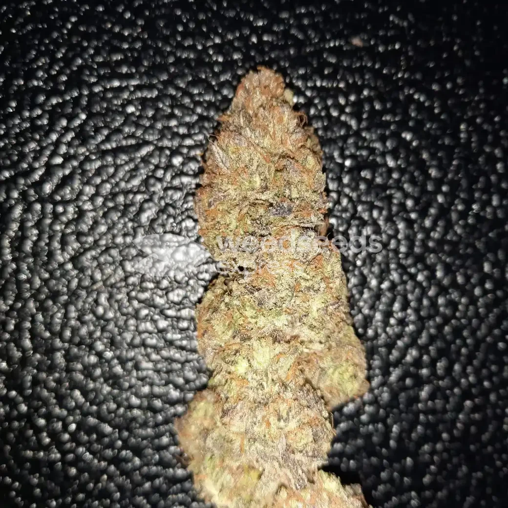 Ghost Train Haze by WeedSeedsExpress grown by Rock_n_Roll_Randy