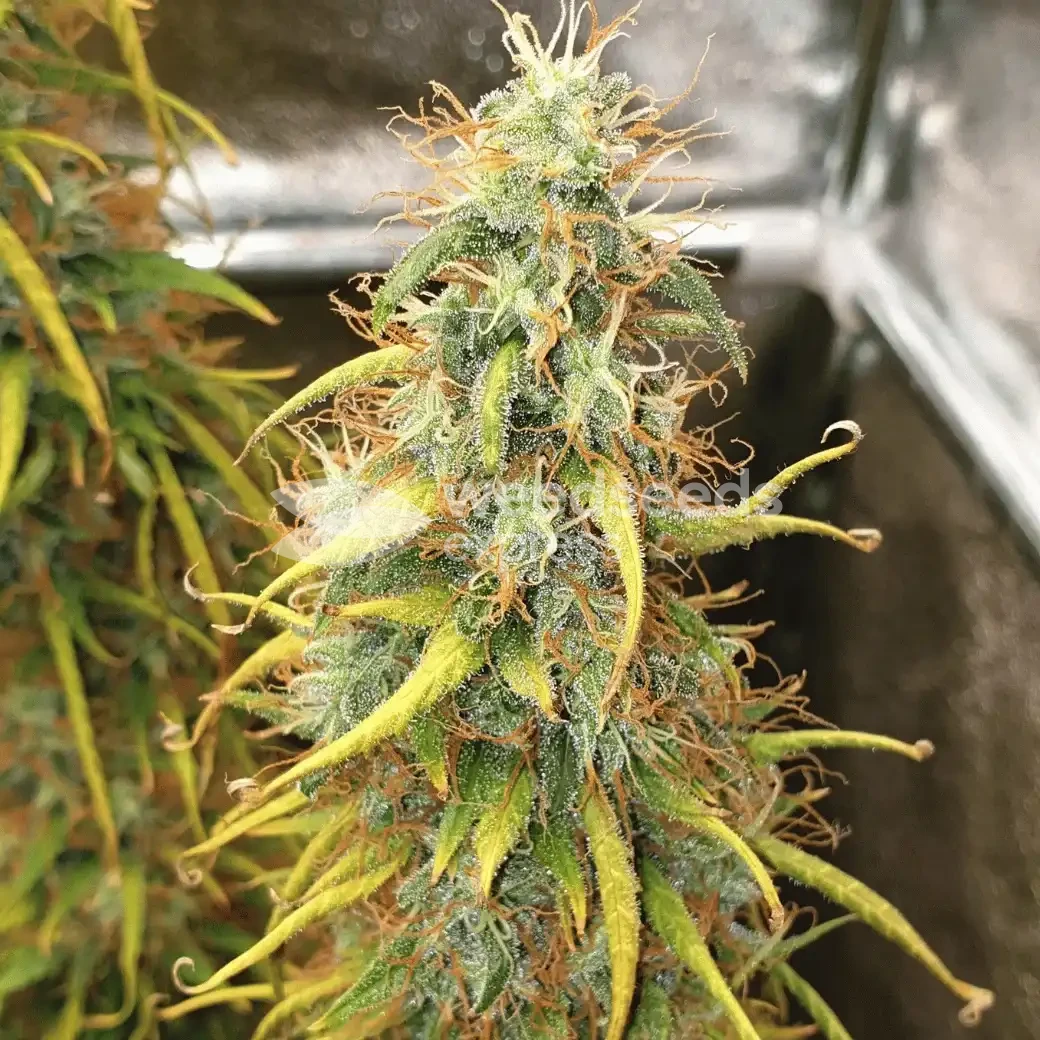 Girl Scout Cookies Auto by WeedSeedsExpress grown by Mosquito_Haarlem_Holland