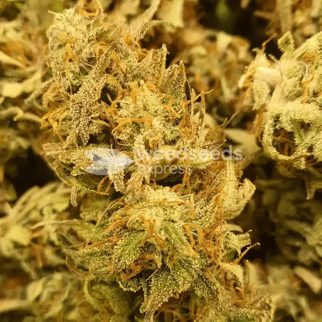 Girl Scout Cookies Auto by WeedSeedsExpress grown by cannabeast40weed