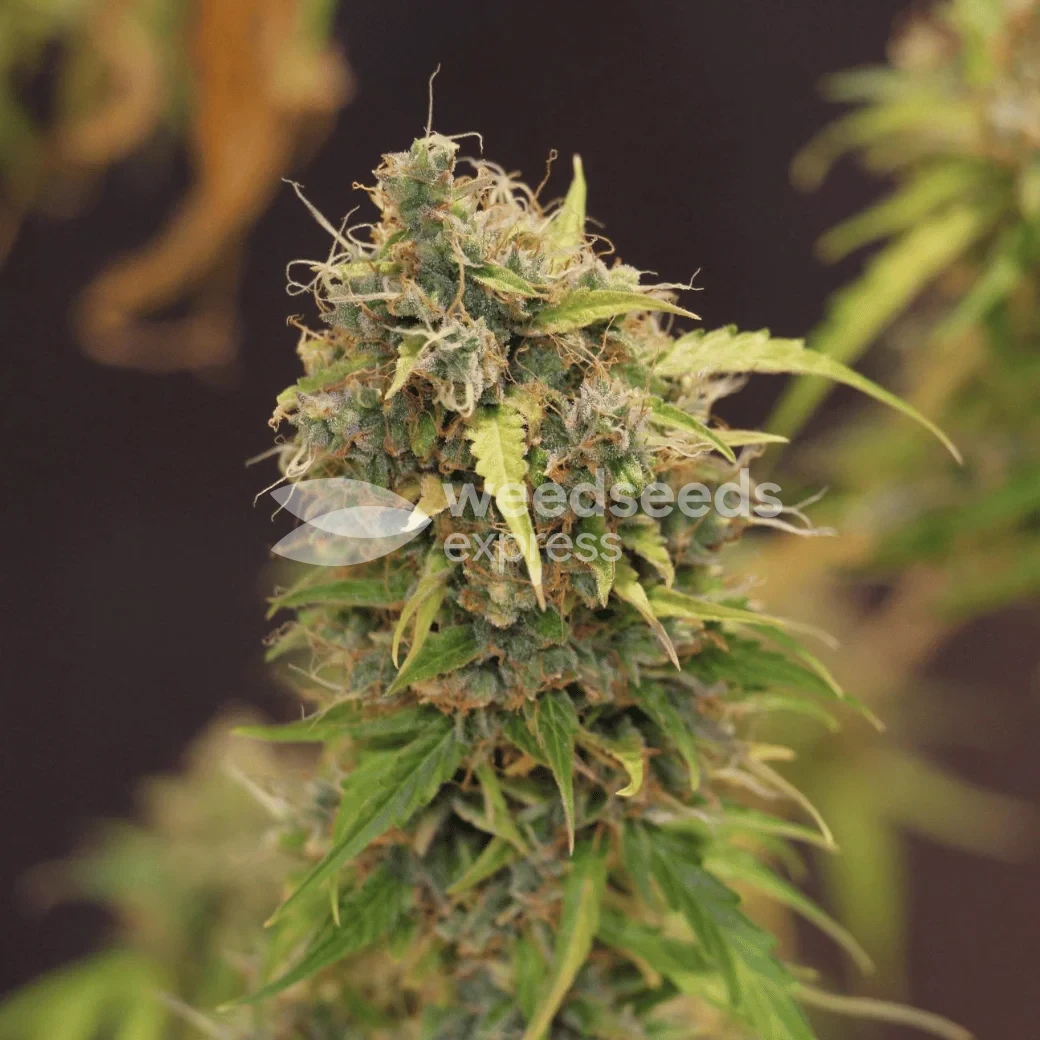 Gorilla Glue Auto by WeedSeedsExpress grown by Dunk_Junk