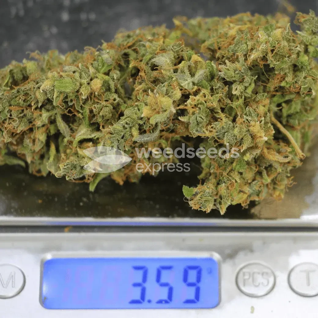 Gorilla Glue Auto by WeedSeedsExpress grown by Dunk_Junk