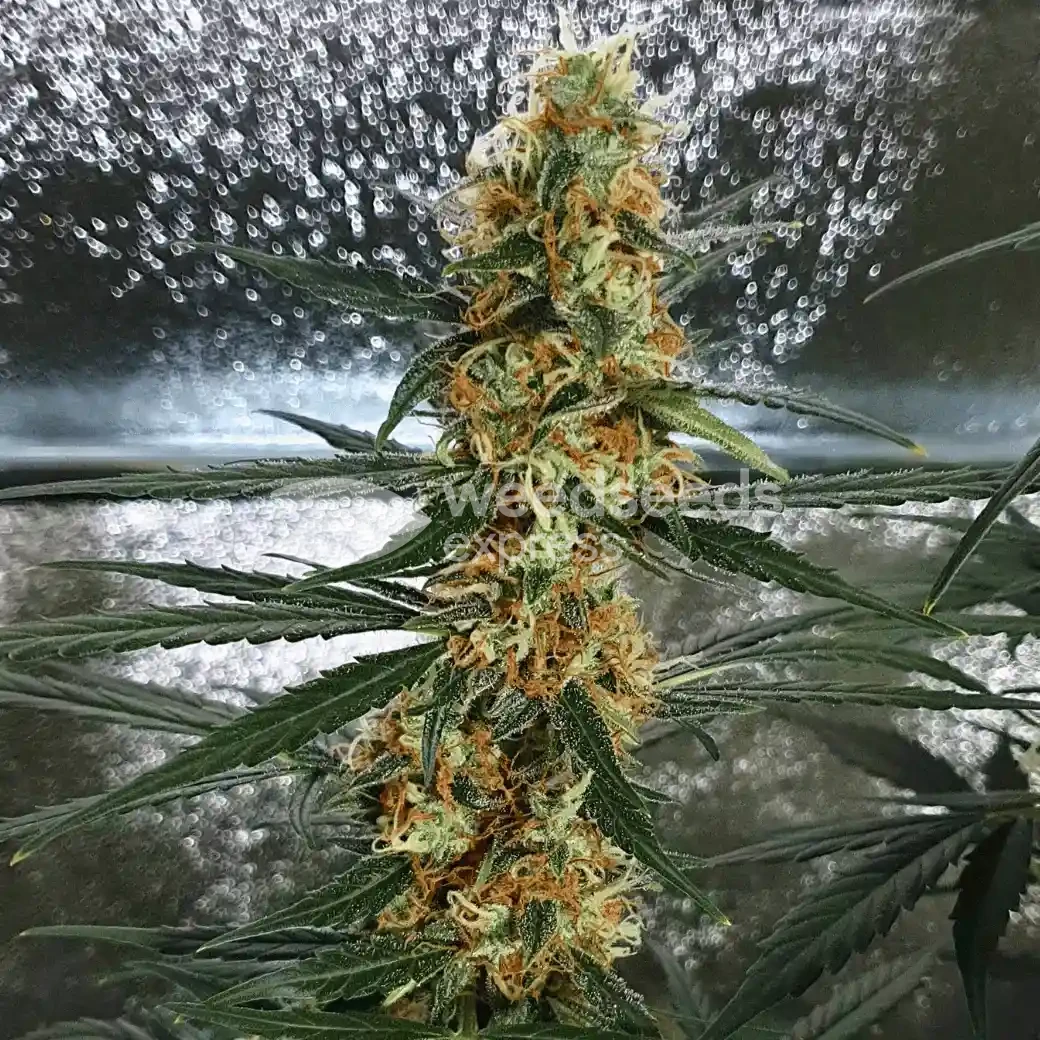 Gorilla Glue Auto by WeedSeedsExpress grown by Mosquito_Haarlem_Holland