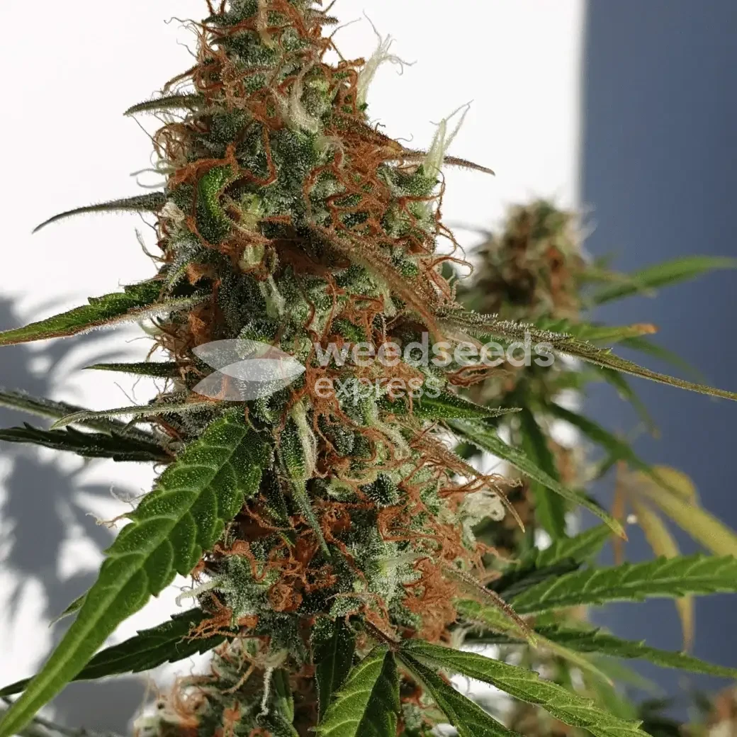 Gorilla Glue Auto by WeedSeedsExpress grown by Mosquito_Haarlem_Holland