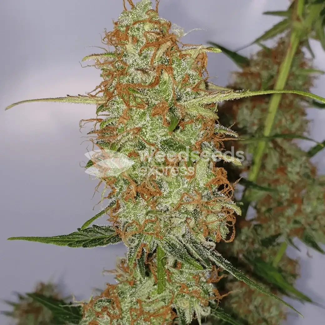 Gorilla Glue Auto by WeedSeedsExpress grown by Mosquito_Haarlem_Holland