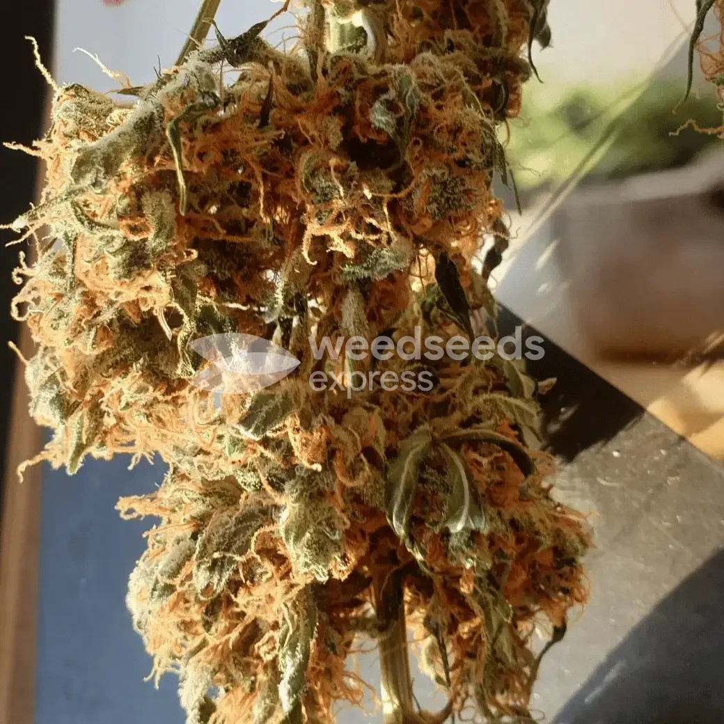 Gorilla Glue Auto by WeedSeedsExpress grown by Mosquito_Haarlem_Holland