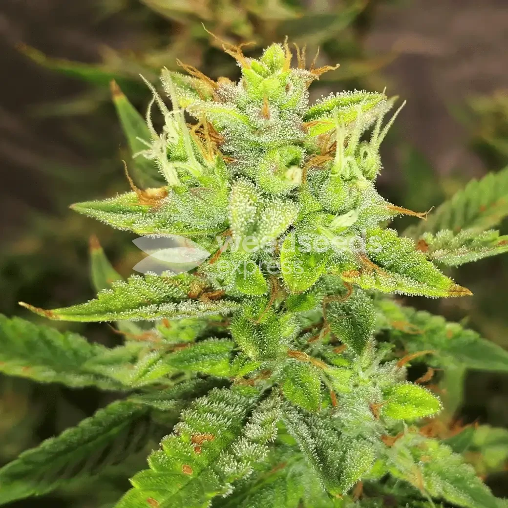 Gorilla Glue Auto by WeedSeedsExpress grown by Rock_n_Roll_Randy