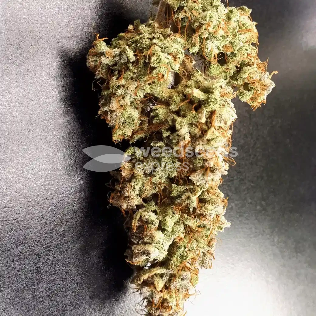 Gorilla Glue Auto by WeedSeedsExpress grown by Rock_n_Roll_Randy
