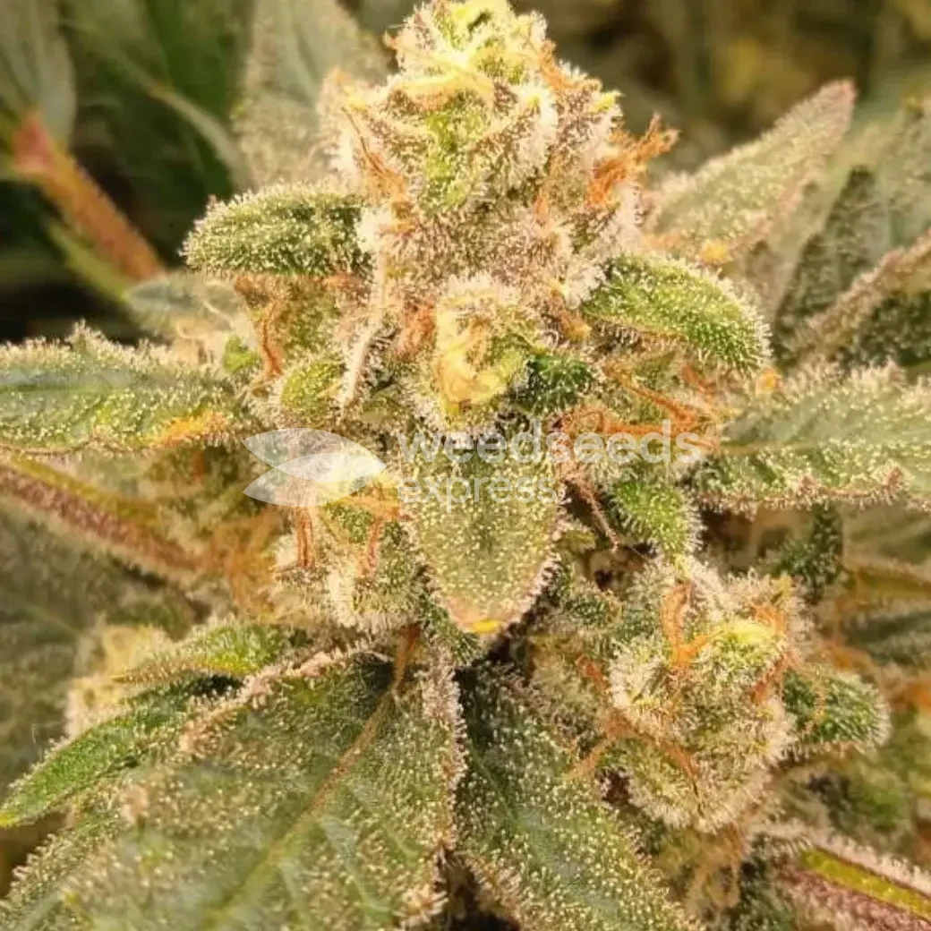 Granddaddy Purple Auto by WeedSeedsExpress grown by leeman