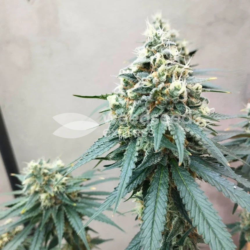 Granddaddy Purple Feminized by WeedSeedsExpress grown by Budbrewerz