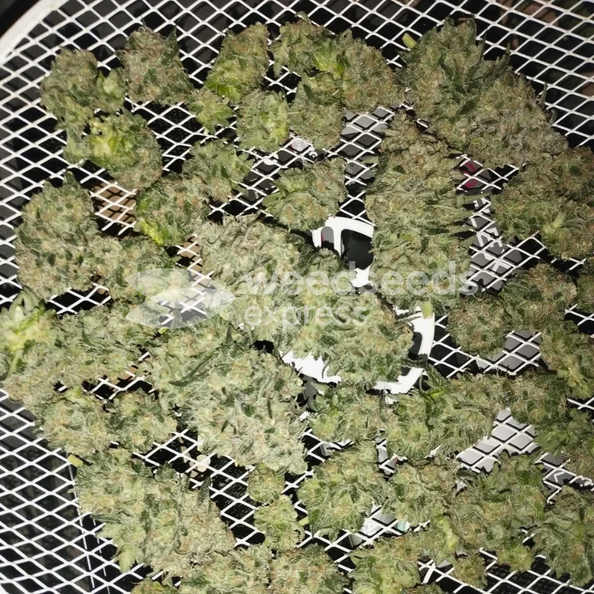Granddaddy Purple Feminized by WeedSeedsExpress grown by Budbrewerz