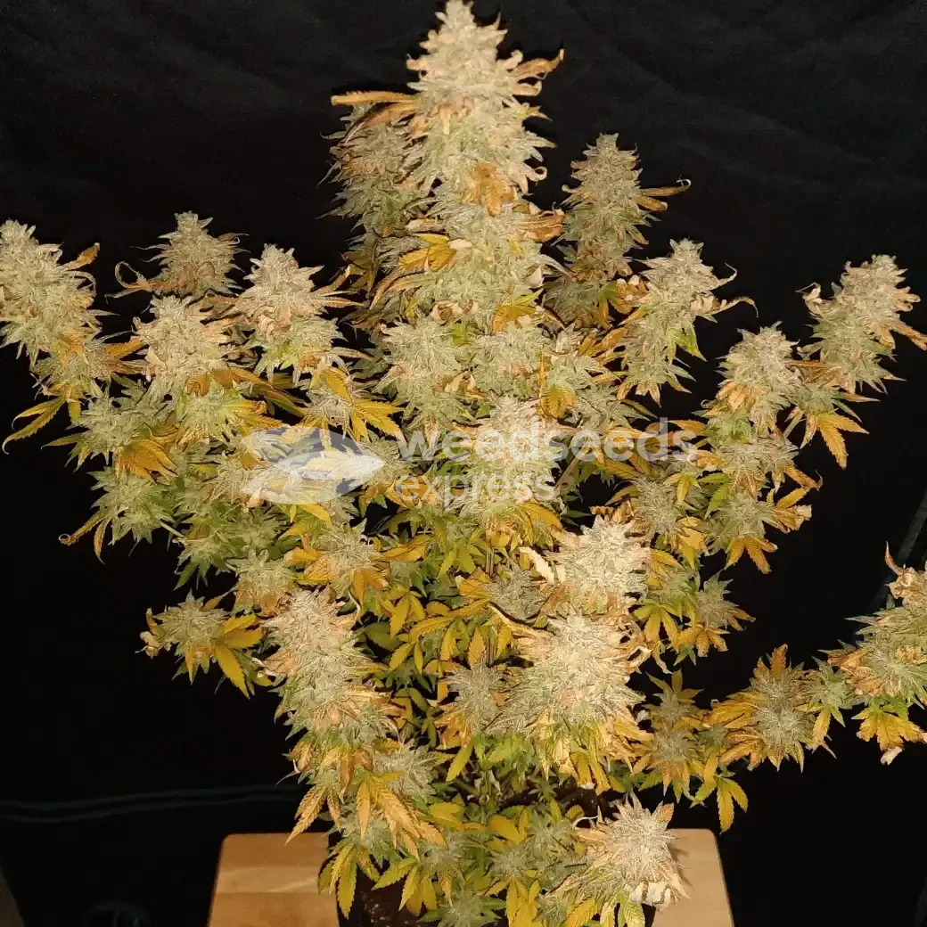 Plante Green Crack cultiv&eacute;e par un client