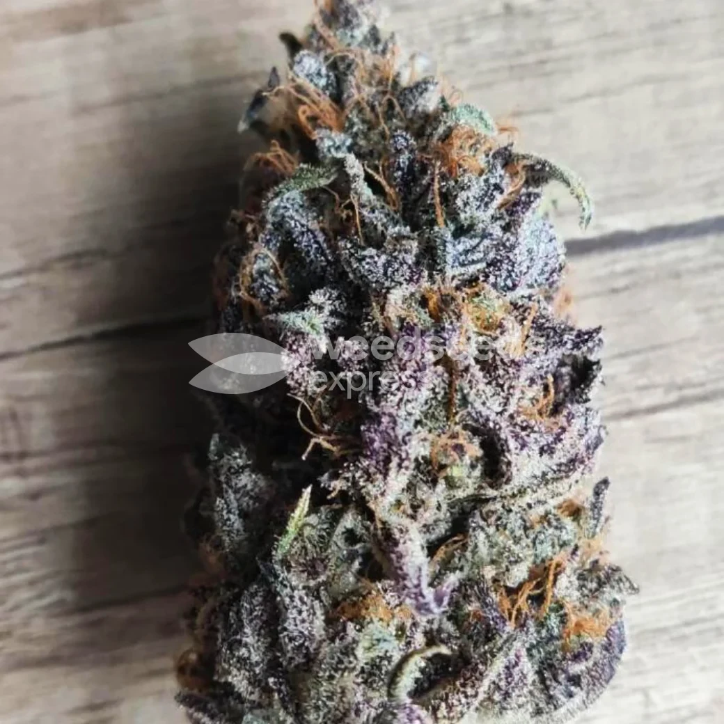 Gush Mints Feminized by WeedSeedsExpress grown by Skunkydog420