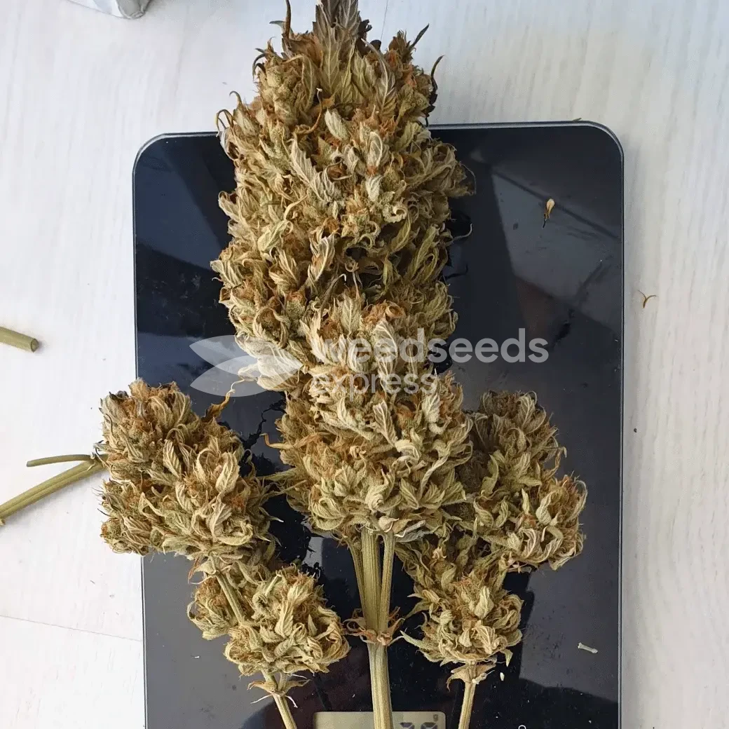 Hellfire OG Auto by WeedSeedsExpress grown by Mosquito_Haarlem_Holland