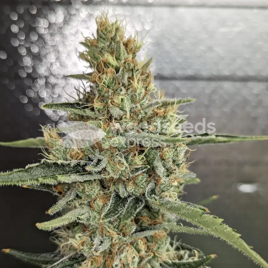 Plante Jack Herer cultiv&eacute;e par un client