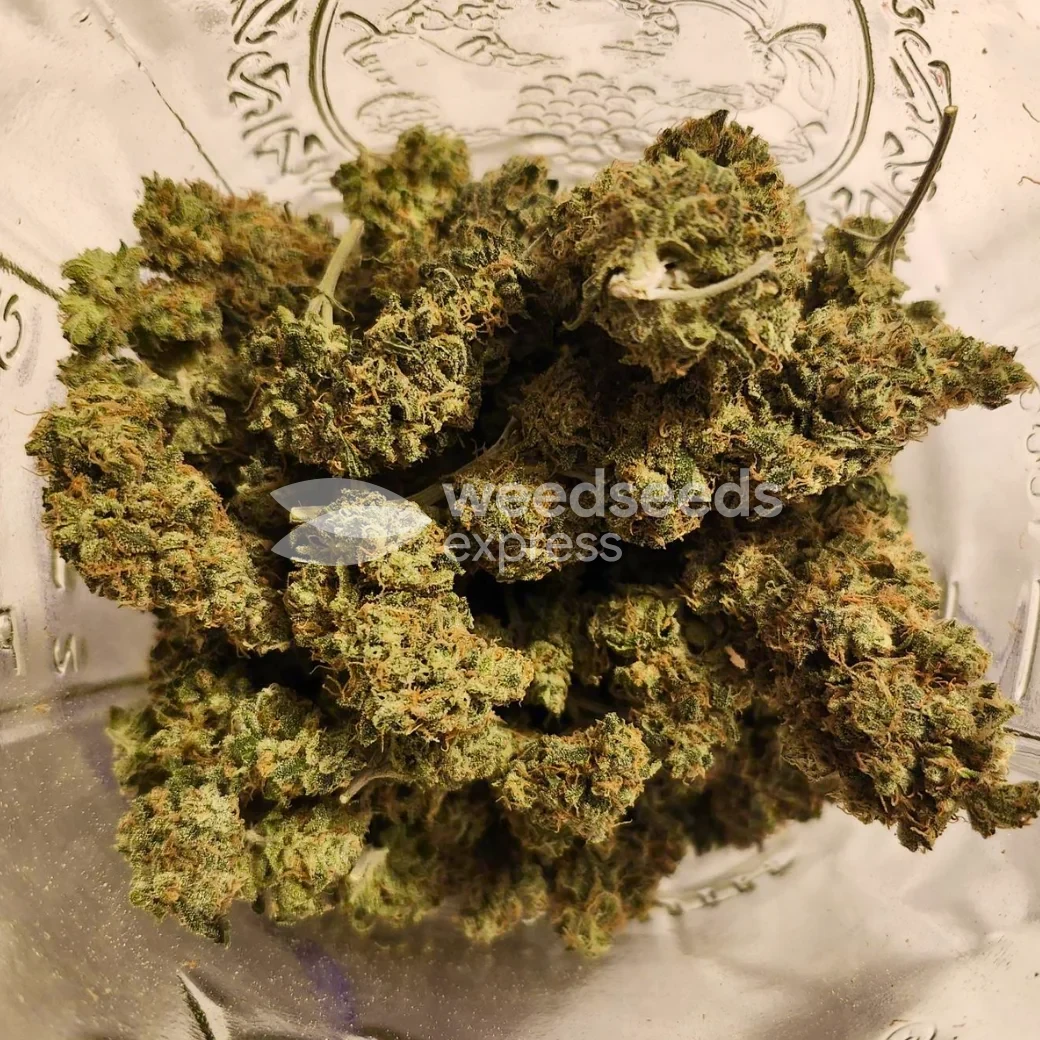 LSD Feminized by WeedSeedsExpress grown by Happy91