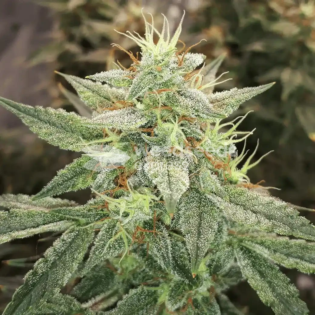 Lemon Auto by WeedSeedsExpress grown by Rock_n_Roll_Randy