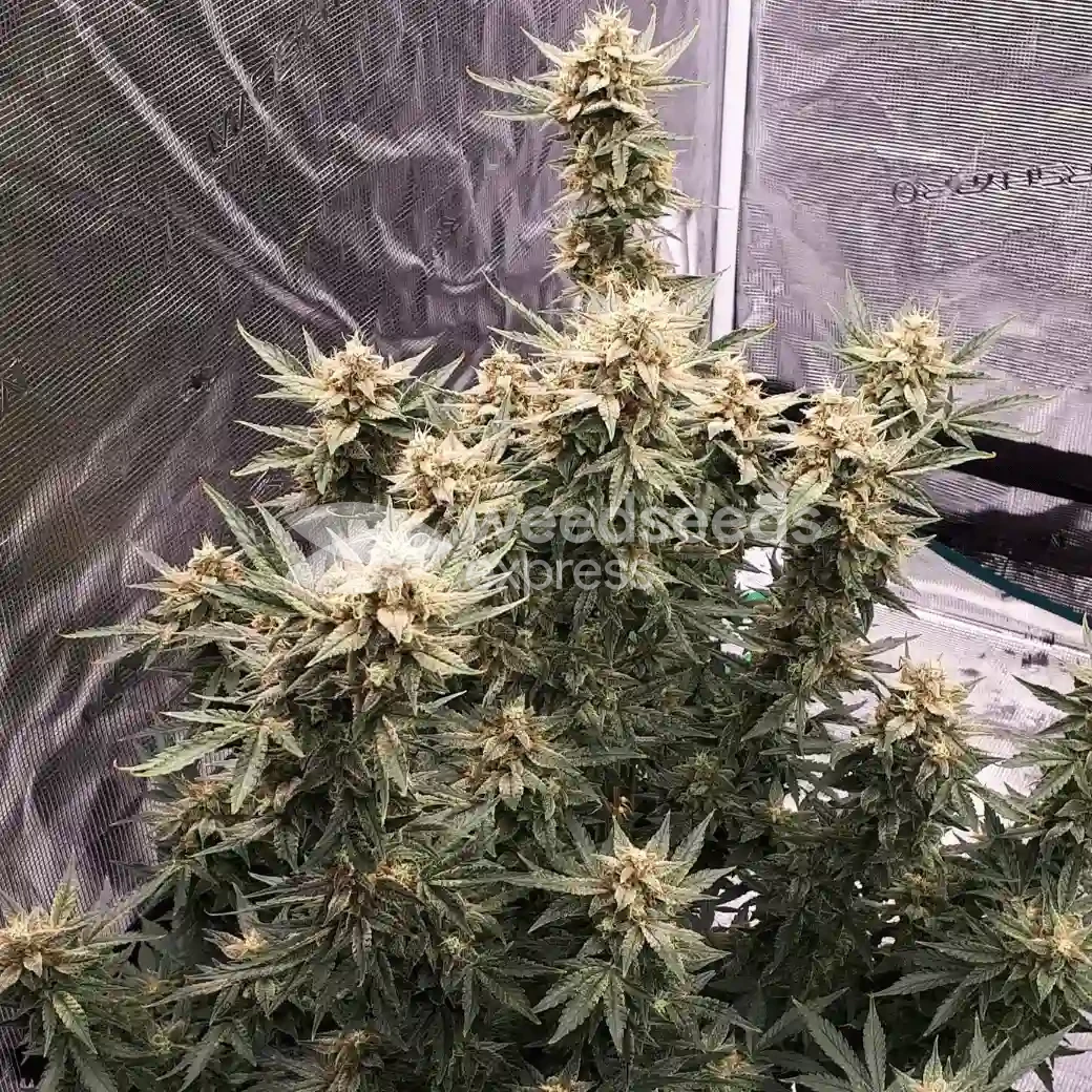 Lemon Auto by WeedSeedsExpress grown by Rock_n_Roll_Randy